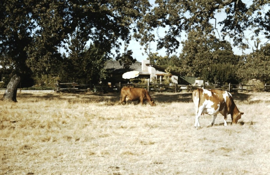 two cows grazing in an open field, some are eating