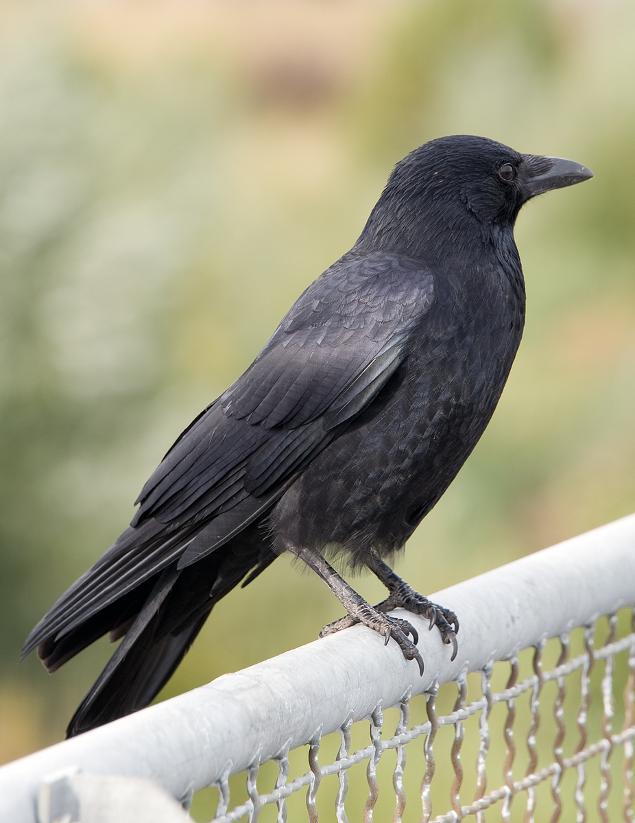 a black crow sitting on a chain link fence