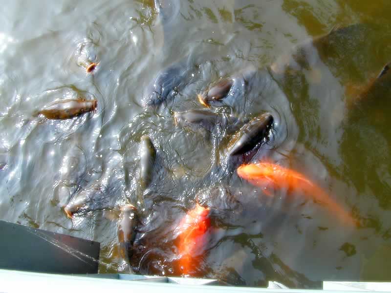 the large group of fish are in the water together