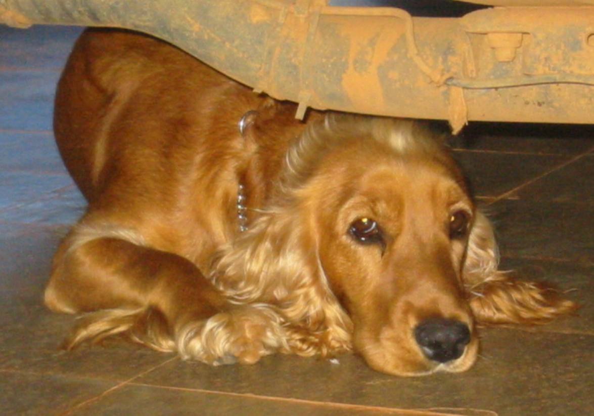 a golden cocker spaniel is curled up under a bed