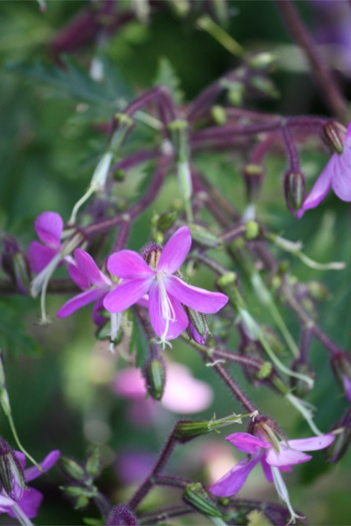 flowers growing along the green stem with blurry background