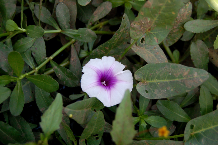 a pink and purple flower in green plants