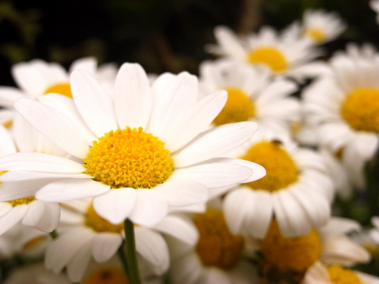 large white daisies are a common color combination