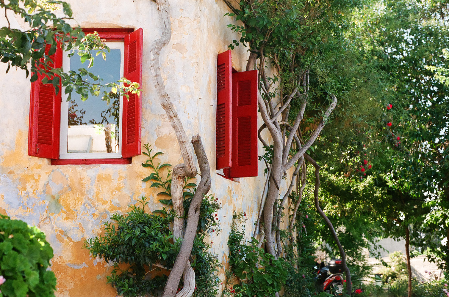 some bushes are near some windows on the side of a building