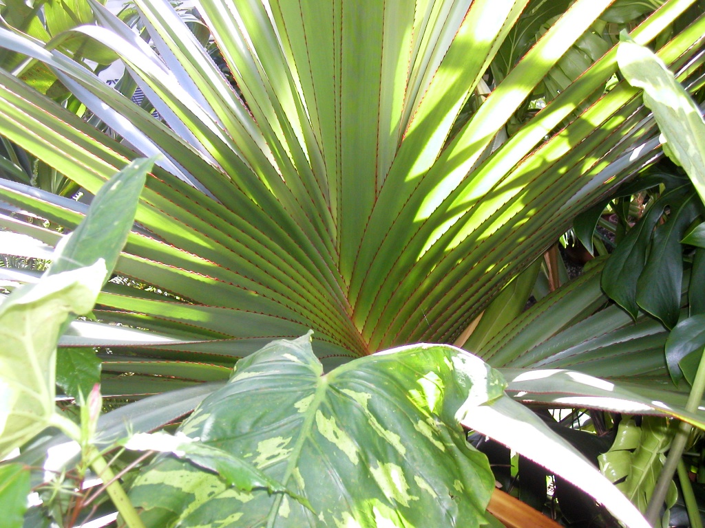 leaves of tropical plants in a plant house