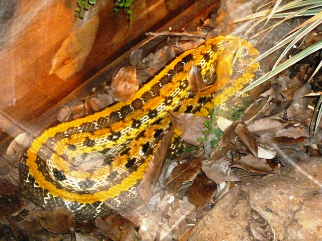 a large snake with yellow markings sitting on the ground