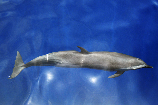 a fake dolphin swimming in the water