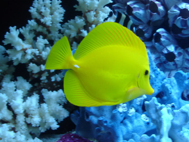 a yellow fish in some corals and some seaweed