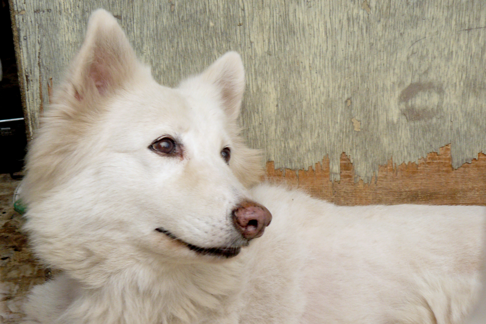 a dog that is laying down looking at soing