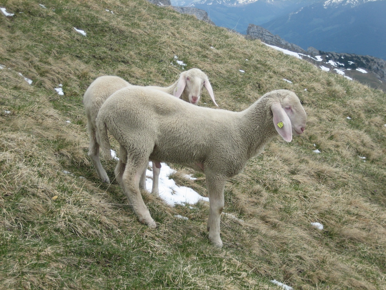 two lambs are standing in the grass on a mountain