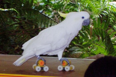 a white cockatoo perched on top of an orange and yellow toy truck