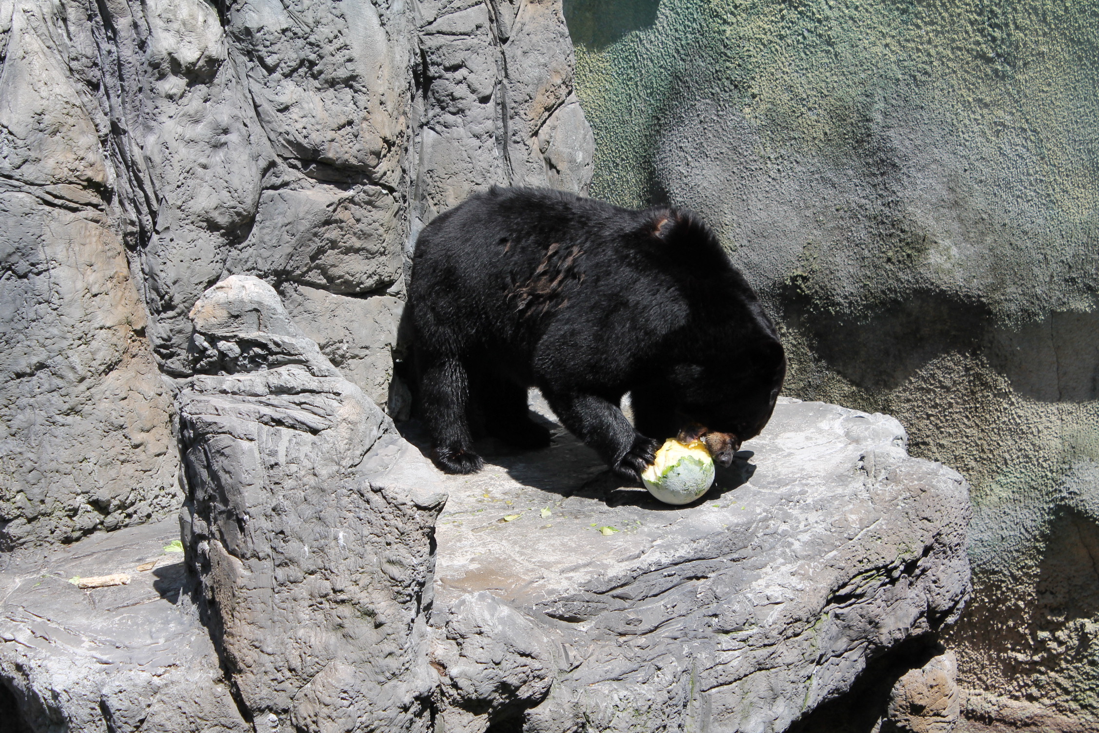 a bear sniffing soing on a large rock