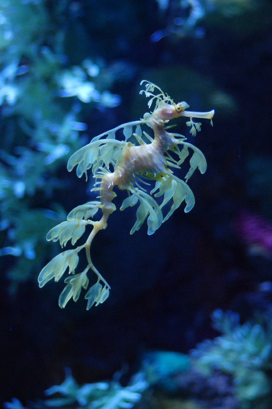 sea horse hanging on the end of a plant