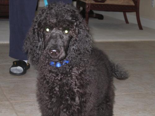 black poodle standing on tile and looking up at the camera