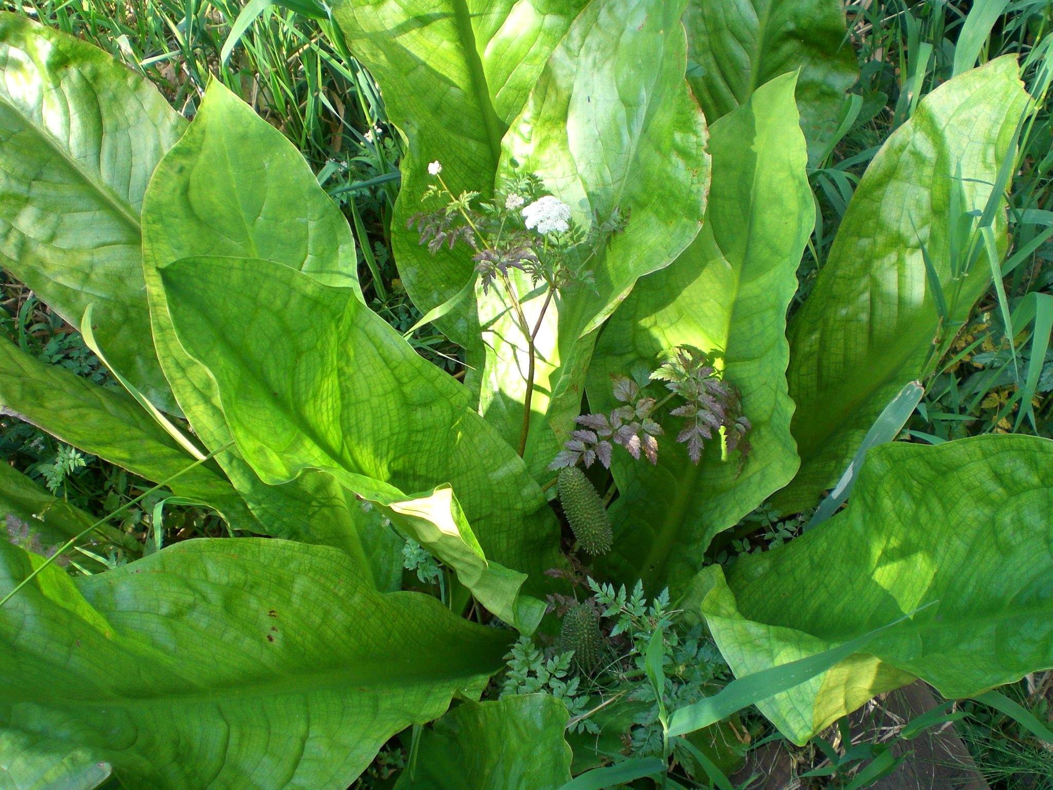 a plant with lots of green leaves is seen here