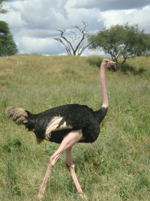 an ostrich is in the tall grass near trees