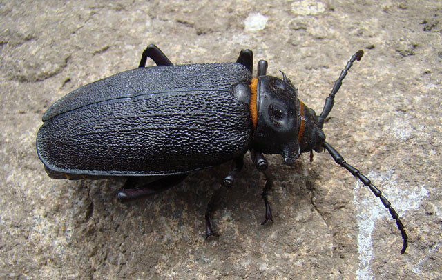 a black bug is on the ground near rocks