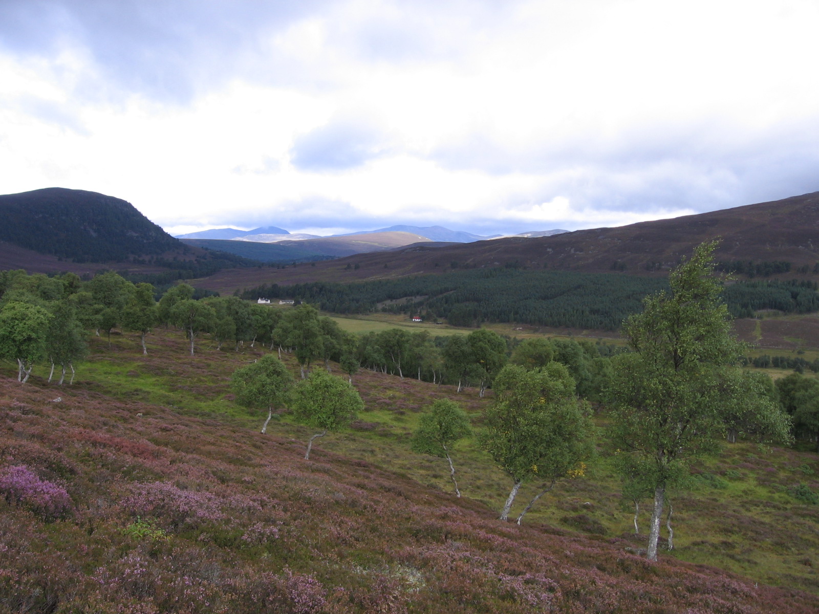 green grass and trees in a field with mountains in the background