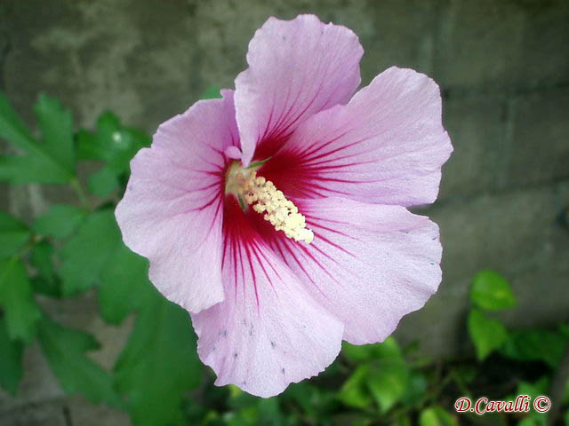 a pink flower with a yellow stamen sits on top of a bed of green leaves