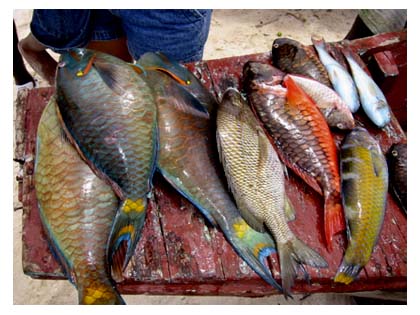 several fish sitting on a wooden box at a fish market