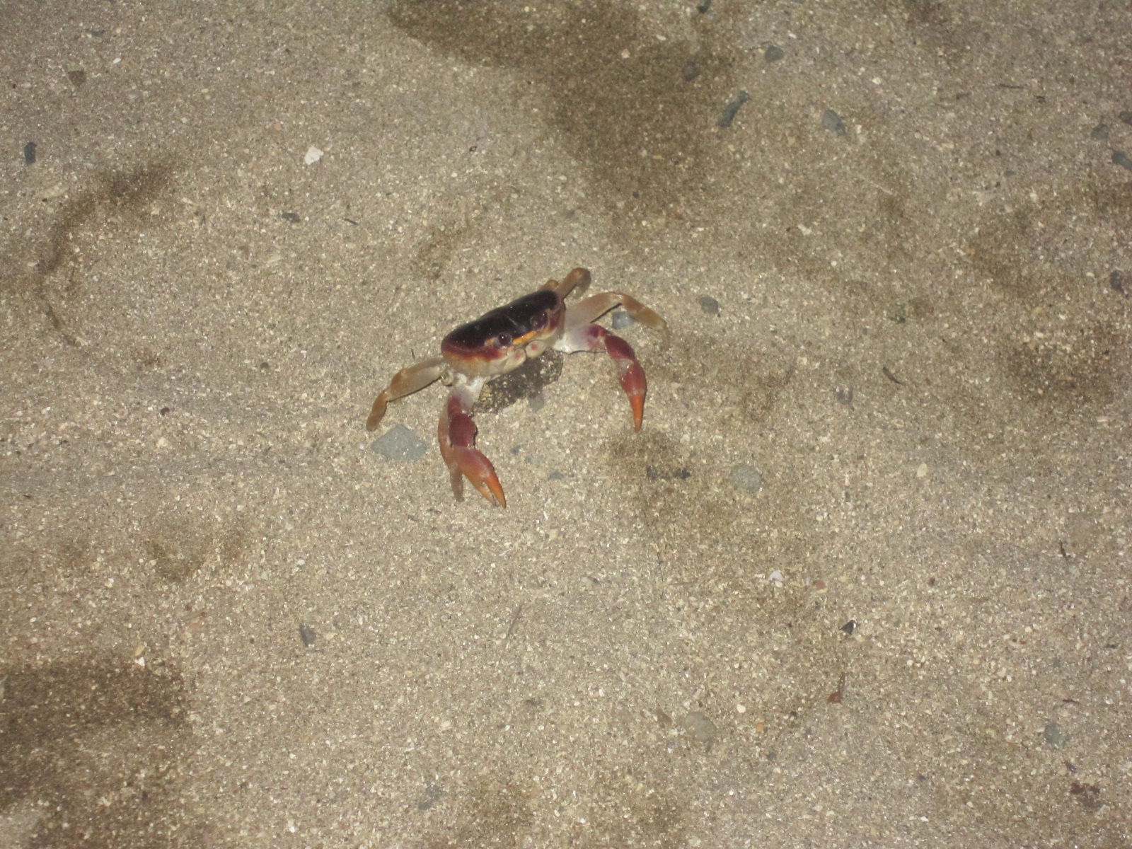there is a crab in the sand and a fish