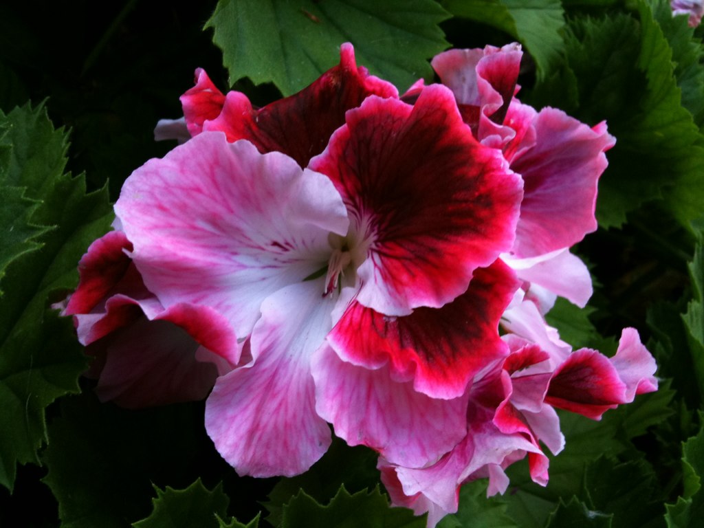 a large pink flower that is growing in the garden