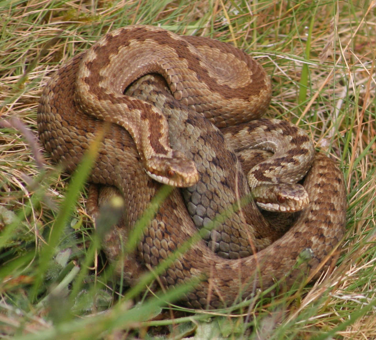 a rattle in the middle of grass with its head turned