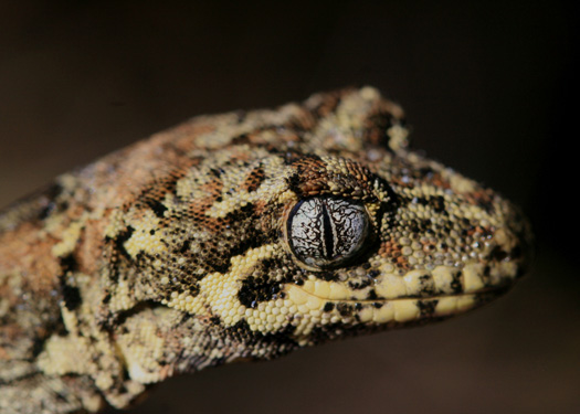 a close up of a lizards head with dark background