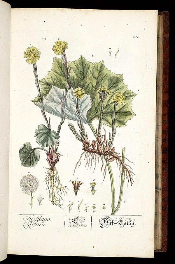 the book is opened and showing plants inside