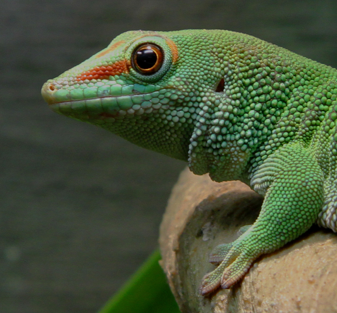 a lizard is perched on the surface and its green color is very vivid