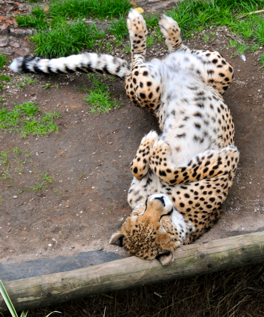 a large cheetah is rolling around on its back in a dirt area
