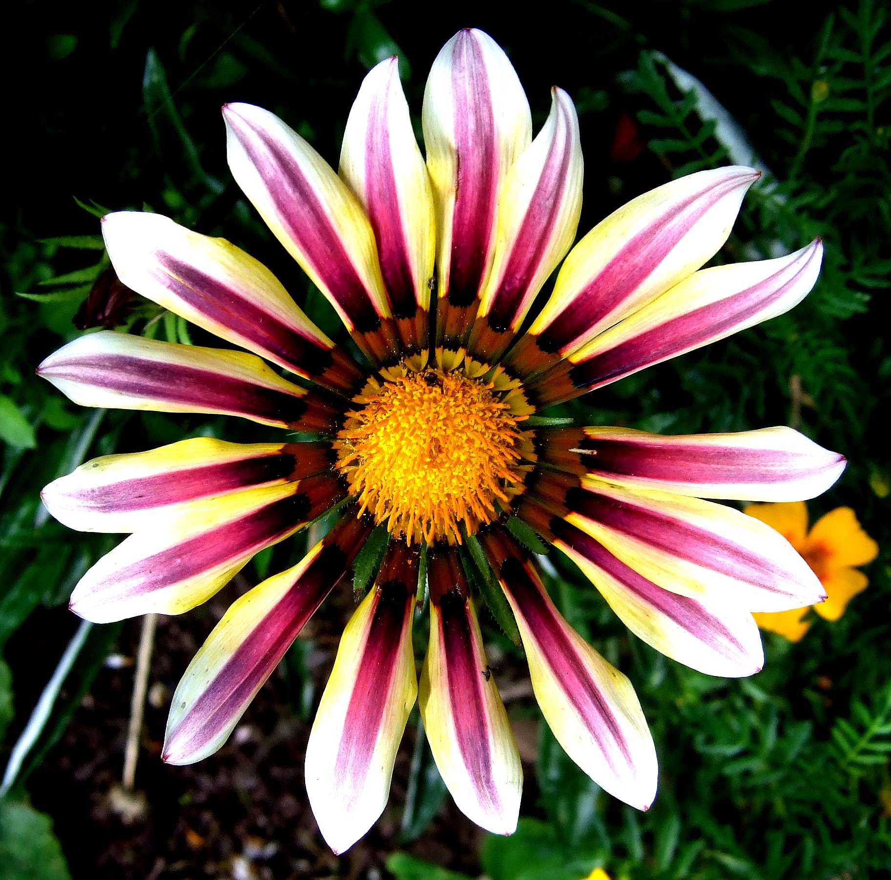 an aerial s of the center of a flower