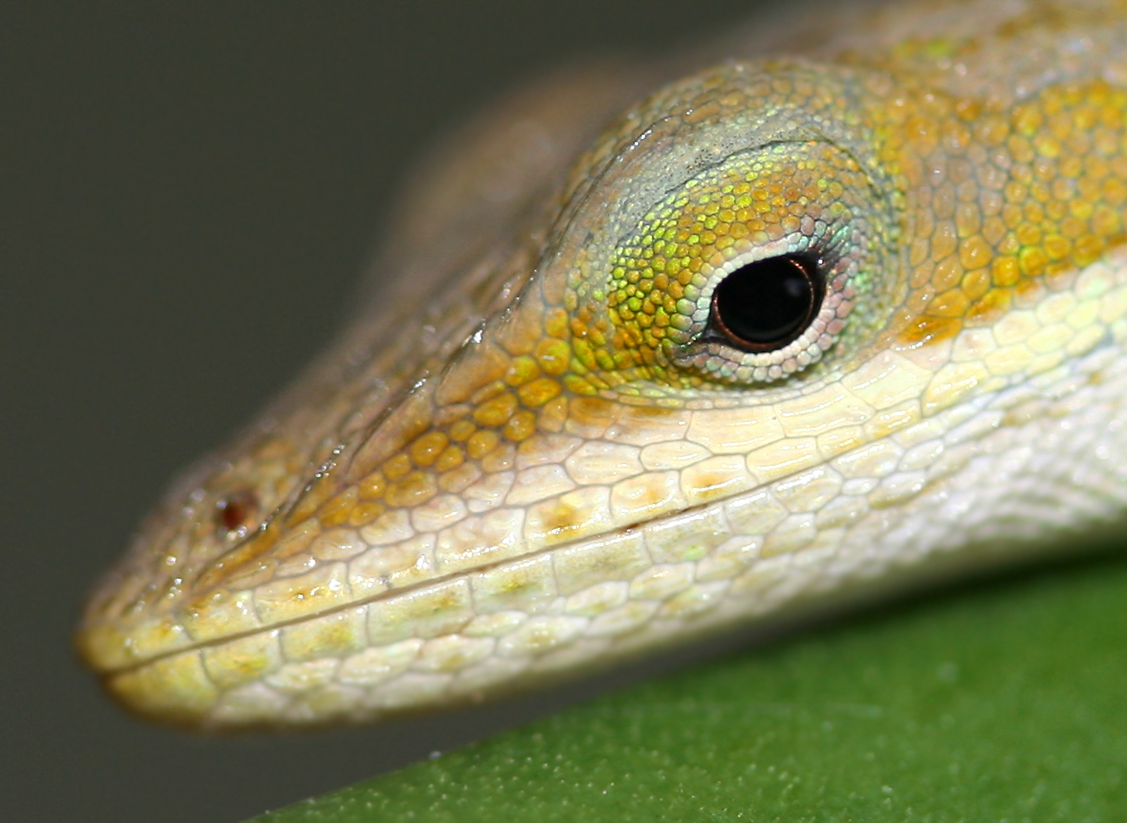 close up of an adult lizard's eye with some skin texture
