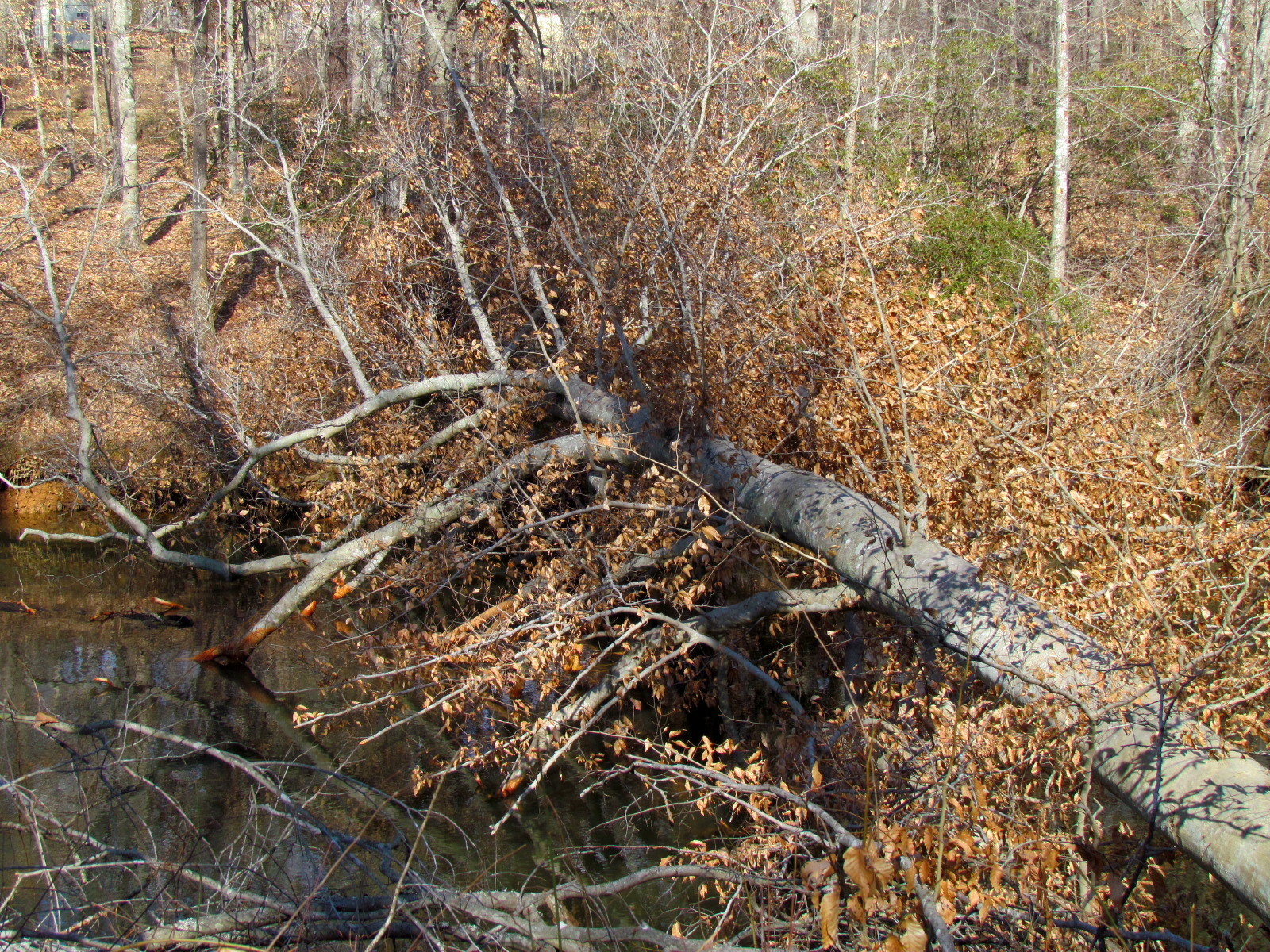 fallen nches lie along a muddy creek in the woods