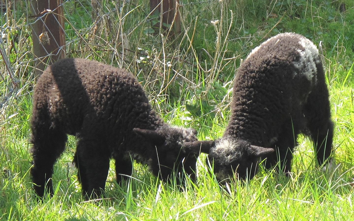 two baby sheep graze in the grass on a sunny day