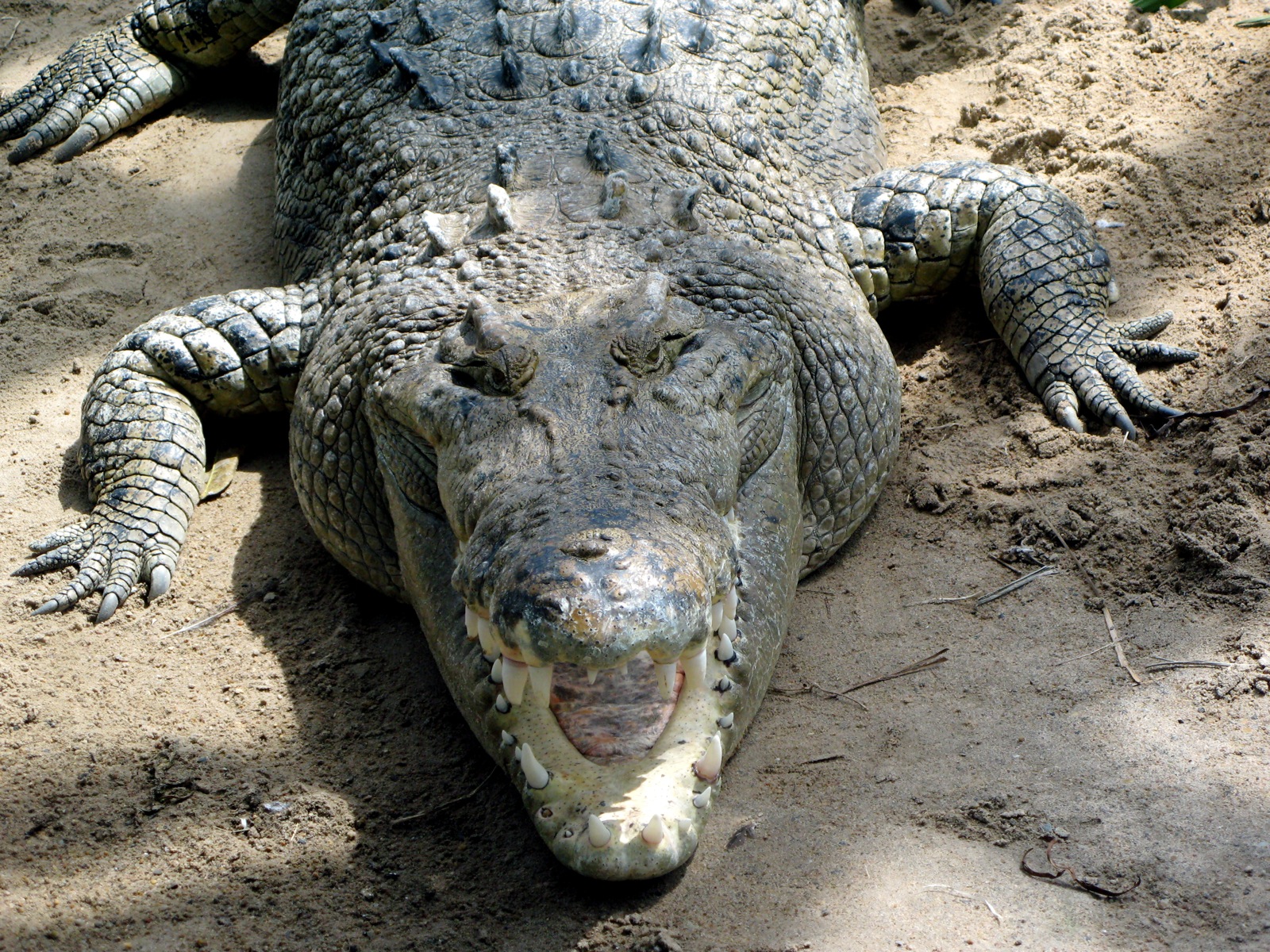 an alligator is lying in the sand on its side