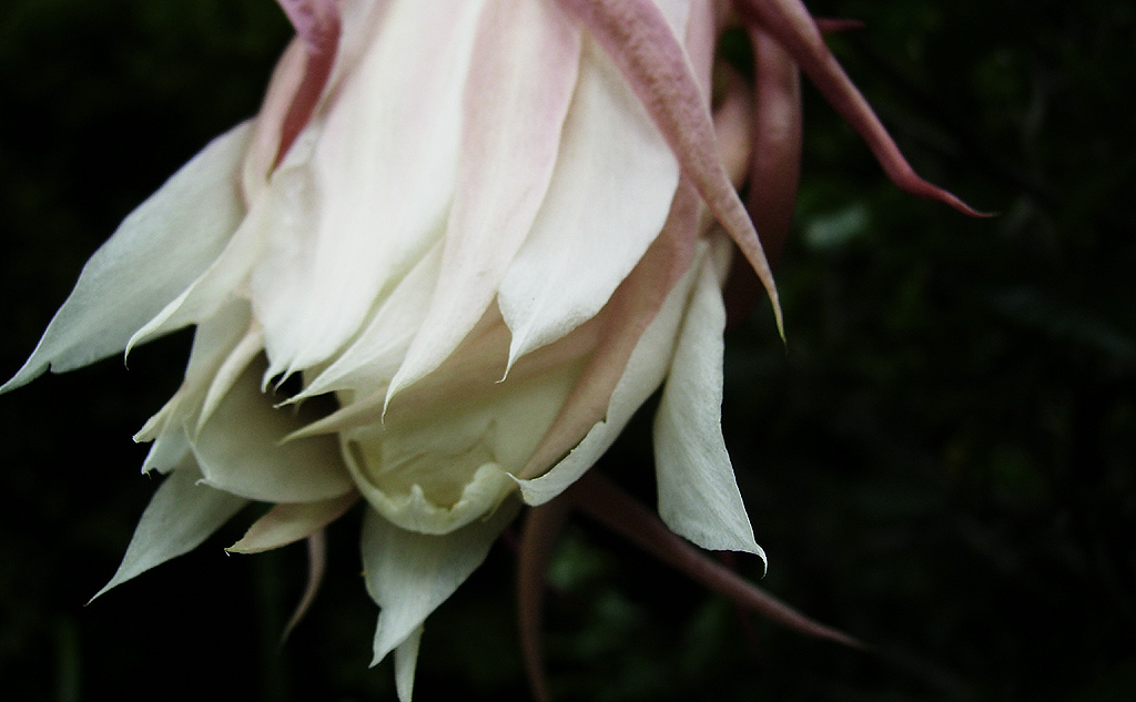 a white flower with long thin pink petals