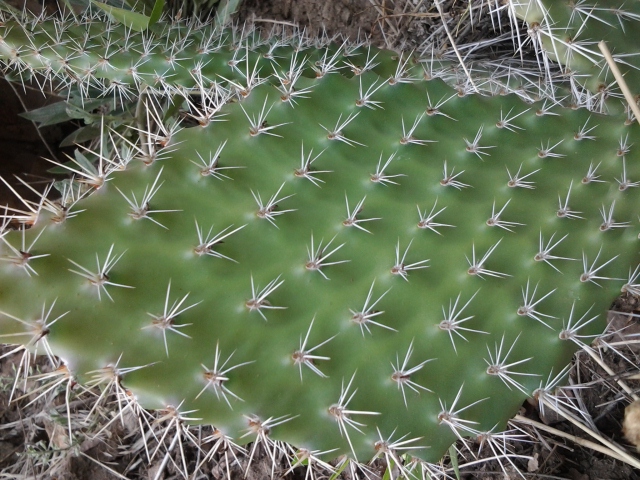 a green cactus with long, slender white spines