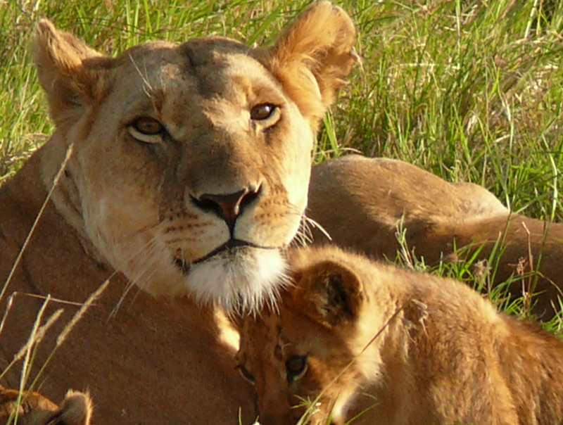 two lions laying in the grass on a sunny day