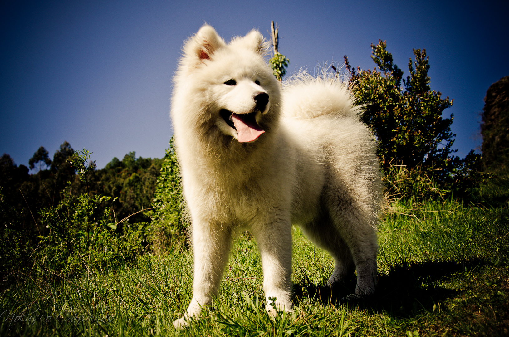 an image of a fluffy dog that is standing in the grass
