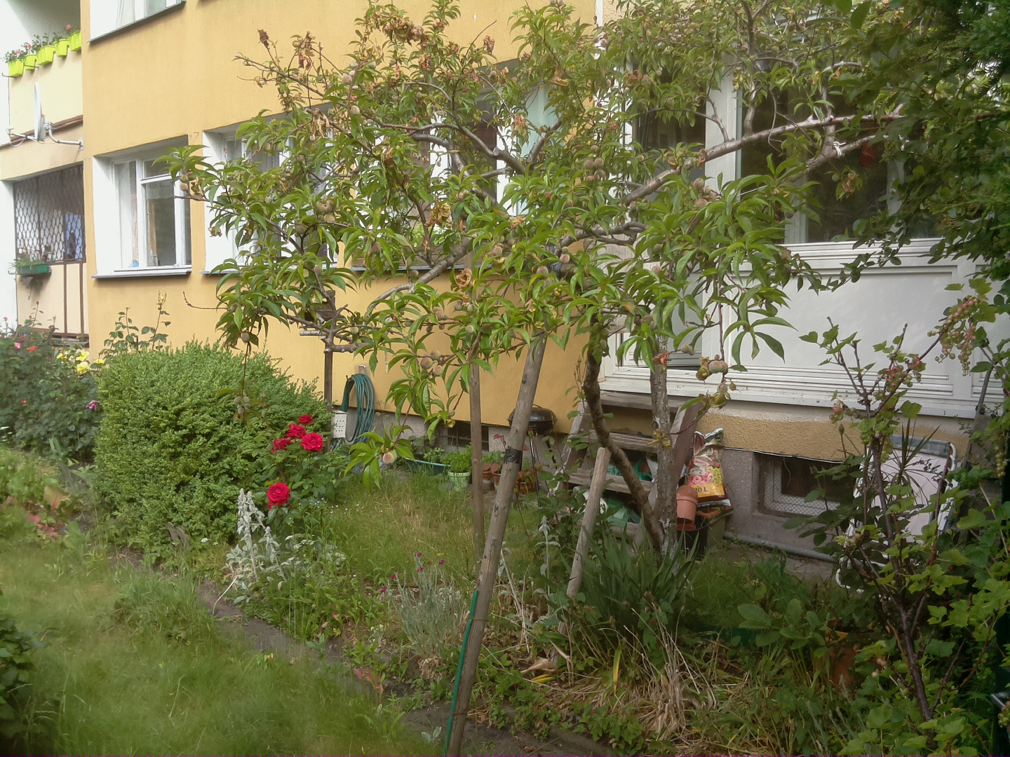 a couple of trees next to a building