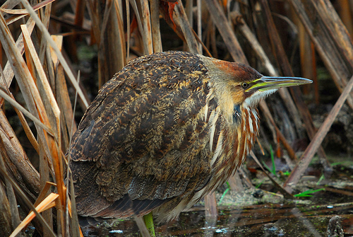 the bird stands in shallow water among reeds