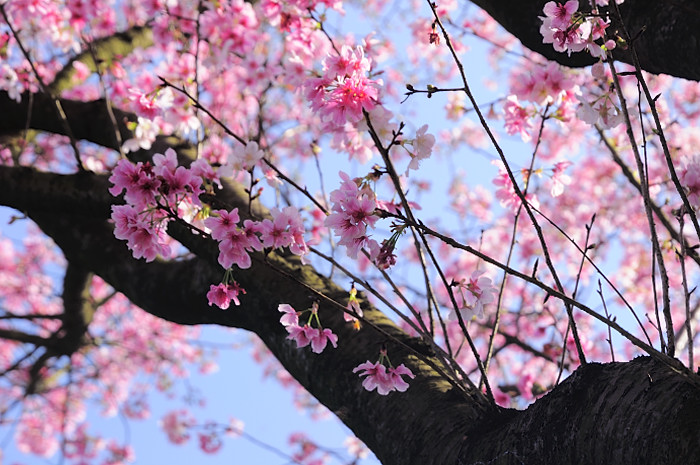 the top of a cherry blossom tree in the foreground with blue skies in the background