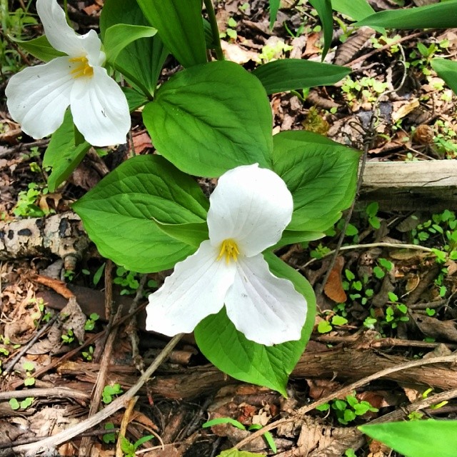 two white flowers in the forest next to green leaves