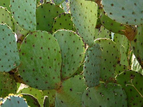 the many leaves of the cactus are green