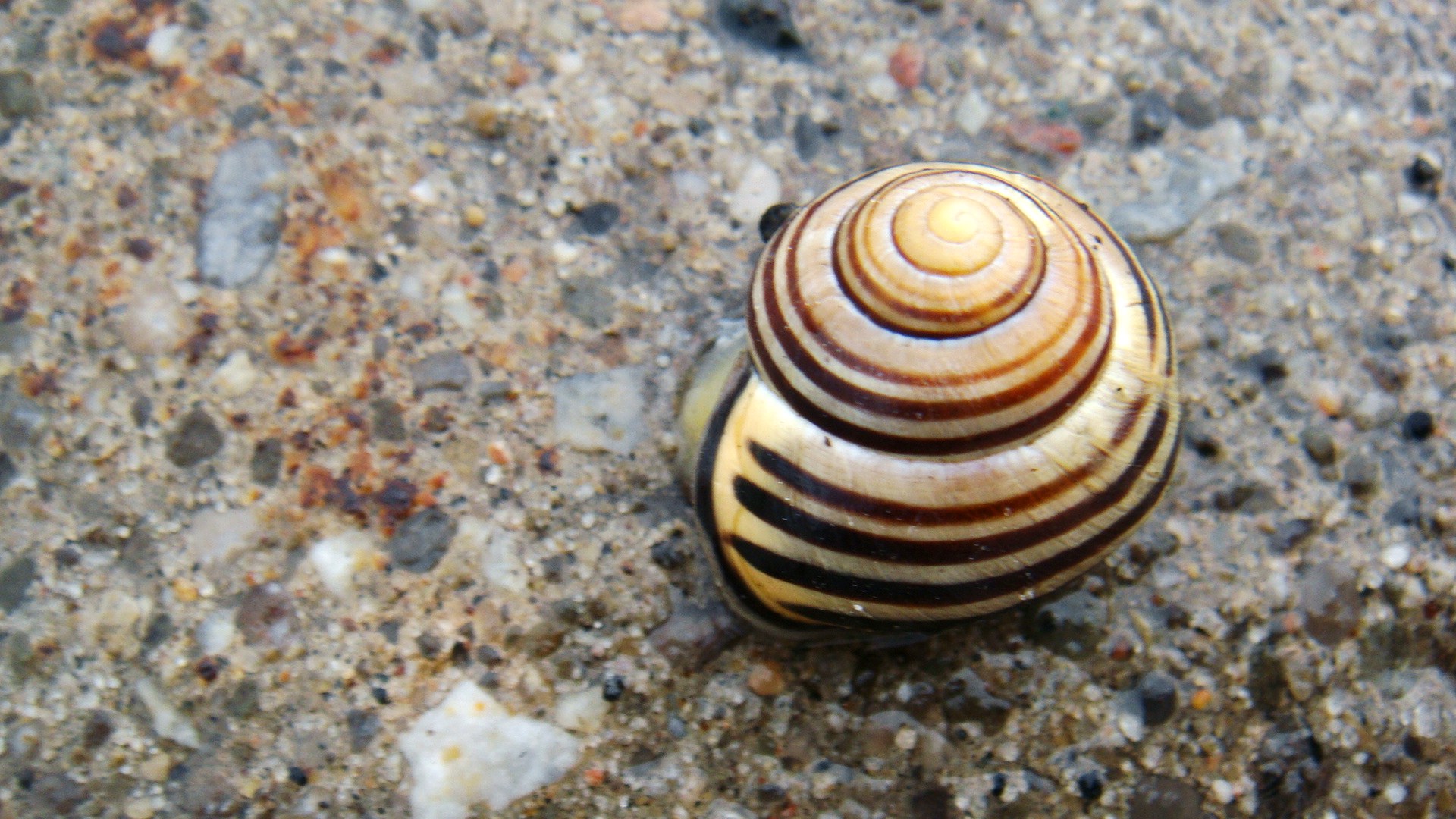 a brown and black snail with white stripes on its shell