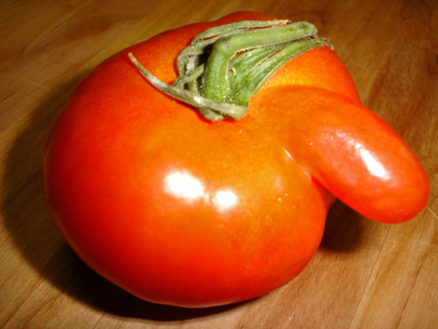 tomato laying flat with one cut in half