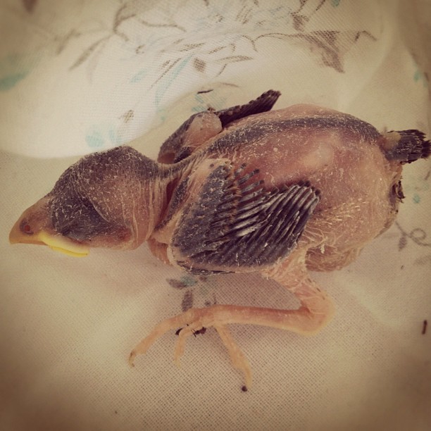 a dead bird with a plastic cap sitting on a bed