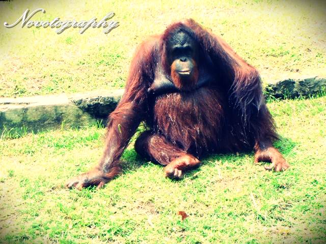 an orangutan is sitting on the grass