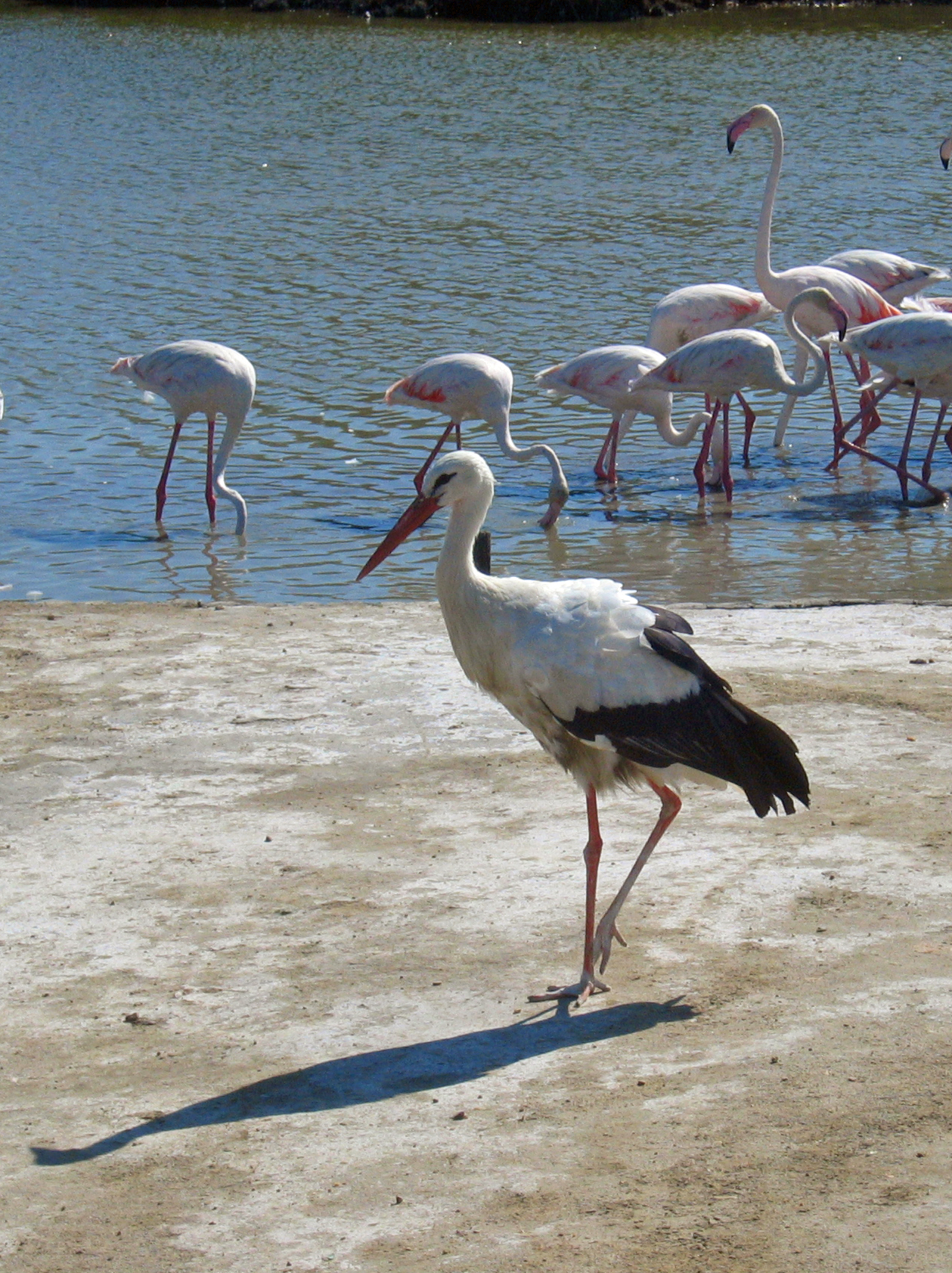 white birds with red beaks wading near water